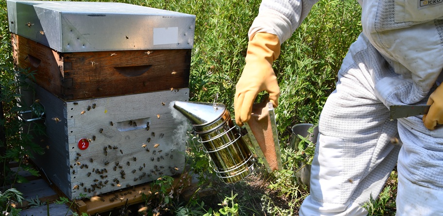 Abeilles sur une ruche