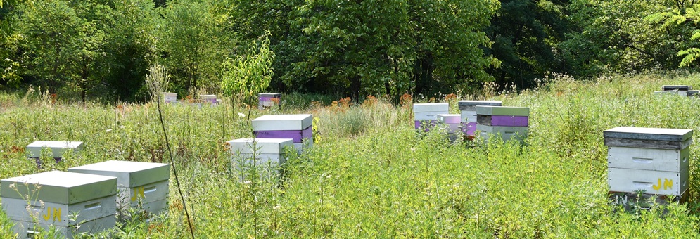 Apiculteur auprès de ses ruches