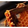 Les Abeilles de Jouques | Apiculteur & Miels Français