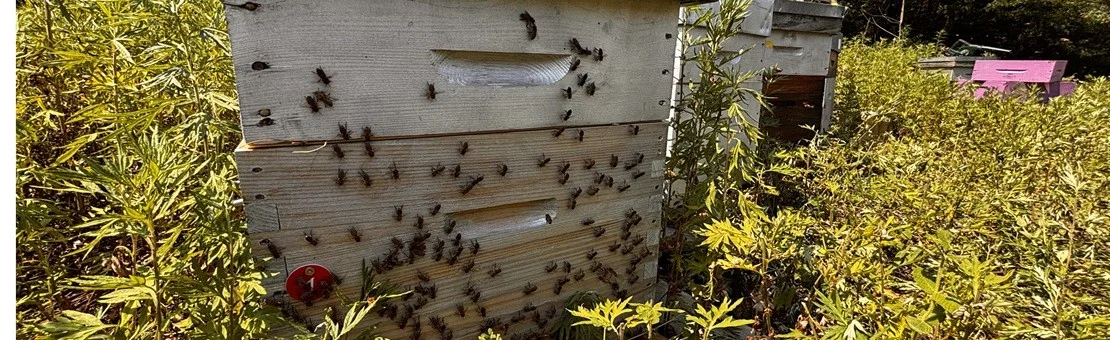 Abeilles à l’entrée de nos ruches, au milieu de la végétation